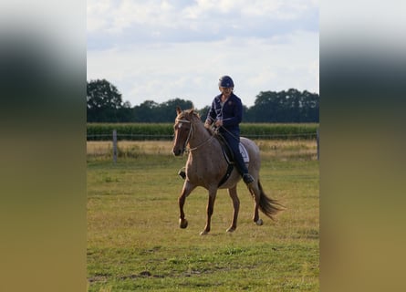 Mangalarga, Giumenta, 11 Anni, 146 cm, Roano rosso