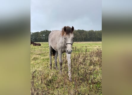 Mangalarga, Giumenta, 1 Anno, 153 cm, Grigio rossastro