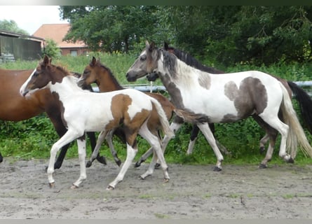 Mangalarga, Giumenta, 2 Anni, 152 cm, Pezzato