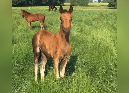 Mangalarga, Giumenta, 2 Anni, 155 cm, Baio