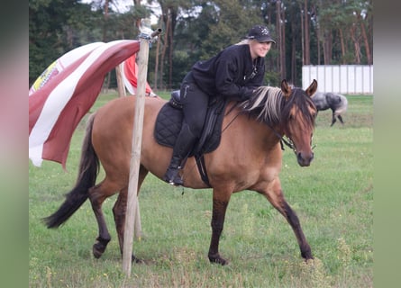 Mangalarga, Giumenta, 7 Anni, 150 cm, Falbo