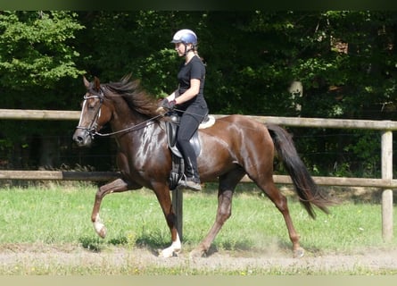 Mangalarga, Giumenta, 7 Anni, 152 cm, Sauro scuro