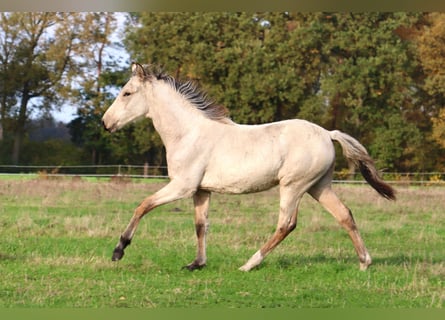 Mangalarga, Giumenta, Puledri (04/2025), 153 cm, Pelle di daino