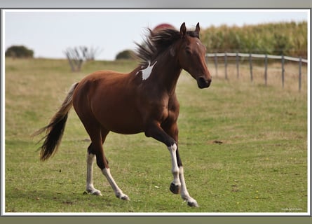 Mangalarga Marchador, Caballo castrado, 2 años, 152 cm, Pío