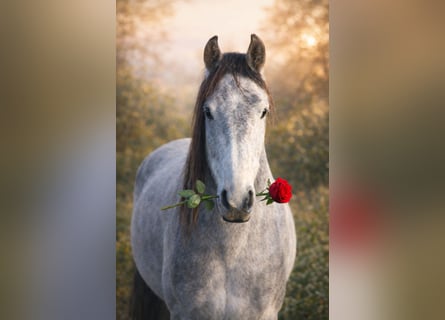 Mangalarga Marchador, Caballo castrado, 5 años, 157 cm, Tordo rodado