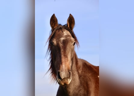Mangalarga Marchador, Gelding, 2 years, 15,1 hh, Grey-Dark-Tan