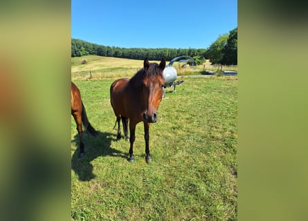 Mangalarga Marchador, Gelding, 5 years, 14.2 hh, Brown