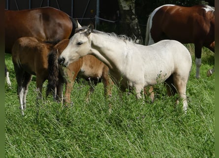 Mangalarga Marchador, Hengst, 2 Jahre, 155 cm, Schecke