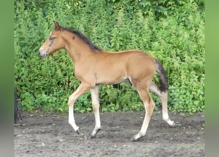 Mangalarga Marchador, Hingst, Föl (05/2023), 156 cm, Brun