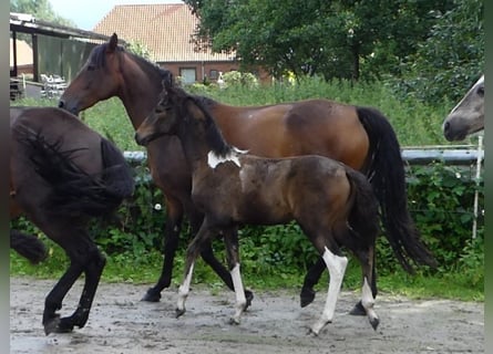 Mangalarga Marchador, Jument, 1 Année, 155 cm, Bai