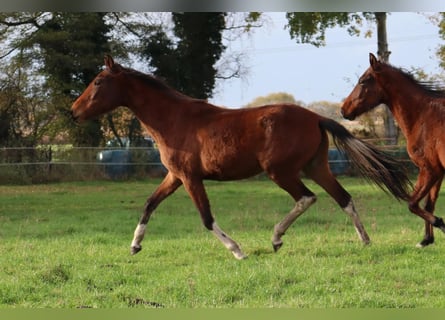 Mangalarga Marchador, Jument, 2 Ans, 152 cm, Pinto