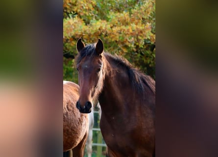 Mangalarga Marchador, Jument, 2 Ans, 153 cm, Bai