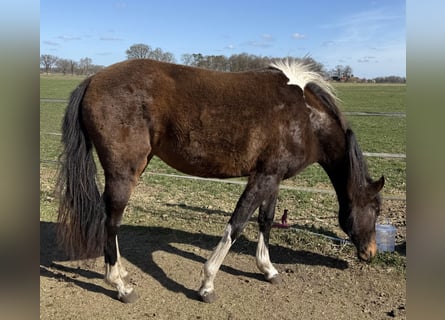 Mangalarga Marchador, Jument, 2 Ans, 155 cm, Pinto