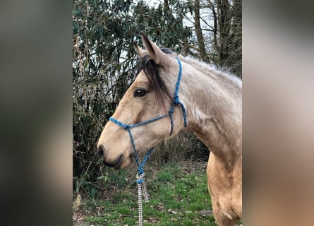 Mangalarga Marchador, Jument, 5 Ans, 155 cm, Buckskin