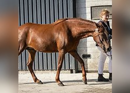 Mangalarga Marchador, Klacz, 6 lat, 149 cm, Cisawa