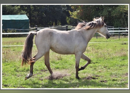 Mangalarga Marchador, Mare, 1 year, 15 hh, Buckskin