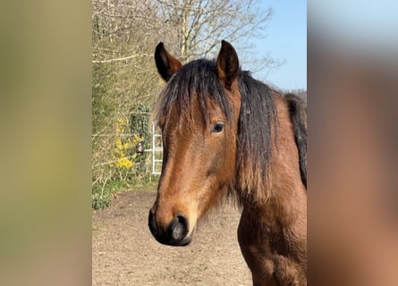 Mangalarga Marchador, Mare, 2 years, 15.1 hh, Brown