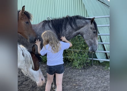 Mangalarga Marchador, Mare, 3 years, 14,3 hh, Gray-Dapple