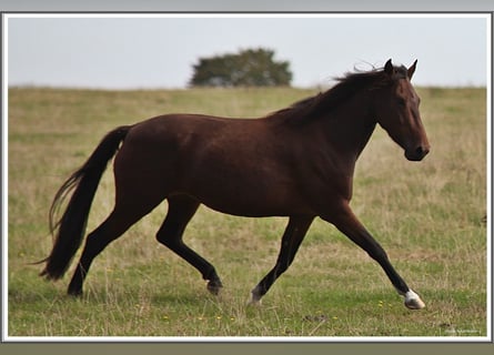 Mangalarga Marchador, Mare, 3 years, 15 hh, Brown