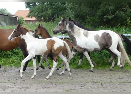 Mangalarga Marchador, Merrie, 1 Jaar, 152 cm, Gevlekt-paard