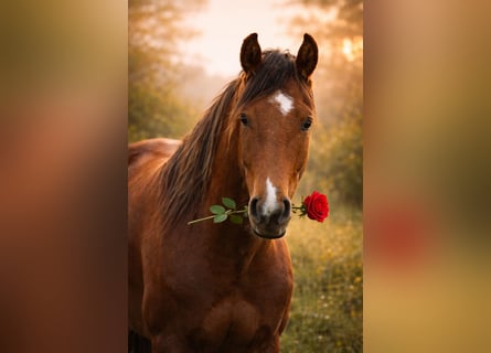 Mangalarga Marchador, Ruin, 5 Jaar, 160 cm, Tobiano-alle-kleuren