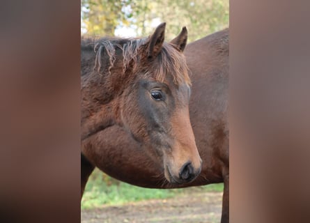 Mangalarga Marchador, Semental, 1 año, 153 cm, Castaño oscuro