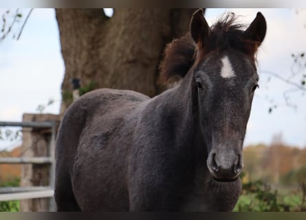 Mangalarga Marchador, Stallion, Foal (06/2025), 15,1 hh, Grey-Dark-Tan