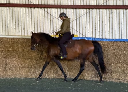 Mangalarga Marchador, Stute, 11 Jahre, 153 cm, Brauner