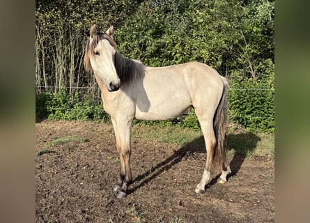 Mangalarga Marchador, Stute, 1 Jahr, 153 cm, Buckskin