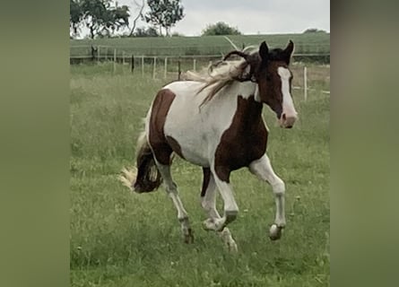 Mangalarga Marchador, Stute, 2 Jahre, 152 cm, Schecke