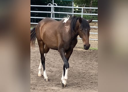 Mangalarga Marchador, Stute, 2 Jahre, 155 cm, Schecke