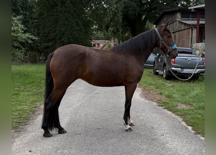 Mangalarga Marchador, Stute, 3 Jahre, 153 cm, Brauner