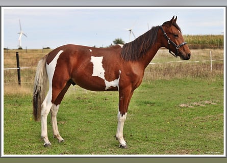 Mangalarga Marchador, Wallach, 1 Jahr, 150 cm, Schecke