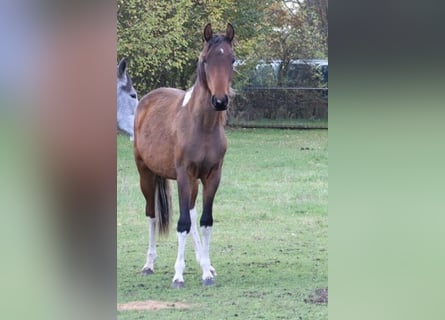Mangalarga Marchador, Wallach, 1 Jahr, 152 cm, Schecke