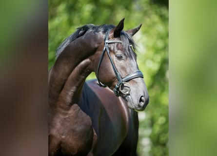 Westfaliano, Stallone, 11 Anni, 178 cm, Morello