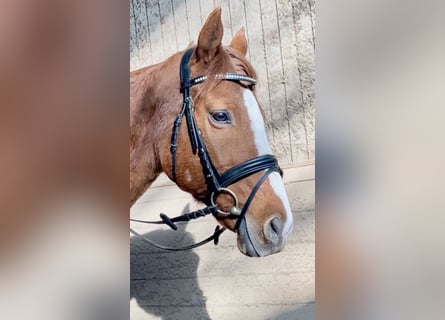 Más caballos centroeuropeos, Caballo castrado, 10 años, 162 cm, Alazán