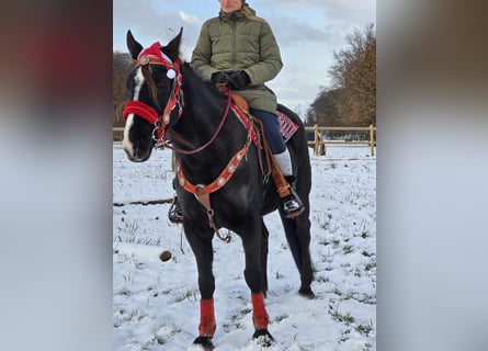 Más caballos centroeuropeos, Caballo castrado, 10 años, 162 cm, Negro