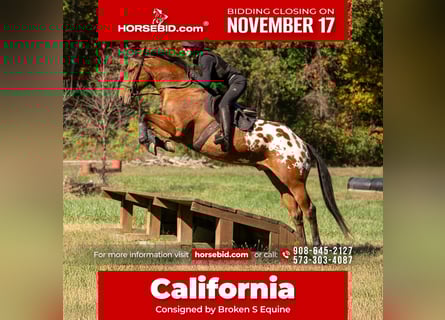 Más caballos centroeuropeos Mestizo, Caballo castrado, 10 años, 163 cm, Castaño rojizo