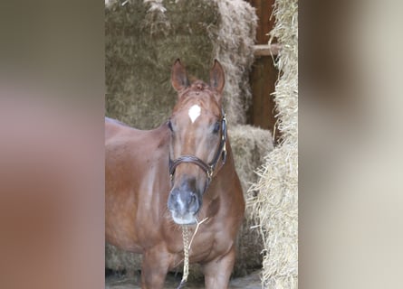 Más caballos centroeuropeos, Caballo castrado, 10 años, 168 cm, Alazán