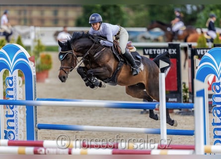 Más caballos centroeuropeos, Caballo castrado, 11 años, 166 cm, Castaño