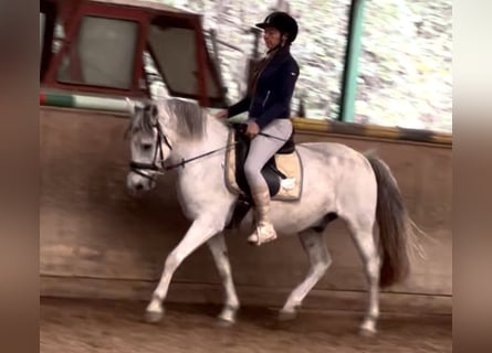 Más caballos centroeuropeos, Caballo castrado, 12 años, 150 cm, Tordo rodado Más caballos centroeuropeos, Caballo castrado, 12 años, 150 cm, Tordo rodado