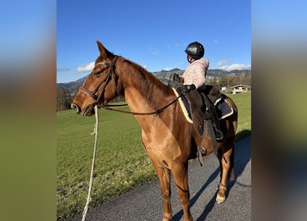 Más caballos centroeuropeos, Caballo castrado, 12 años, 156 cm, Alazán