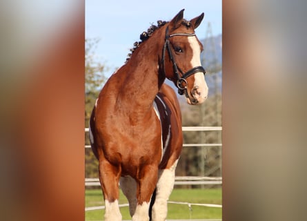 Más caballos centroeuropeos, Caballo castrado, 12 años, 160 cm, Pío