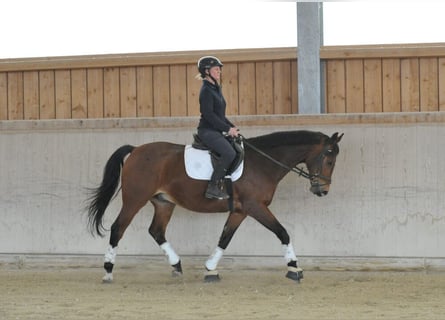 Más caballos centroeuropeos, Caballo castrado, 12 años, 165 cm, Castaño