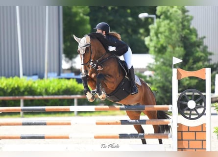 Más caballos centroeuropeos, Caballo castrado, 12 años, 168 cm, Castaño