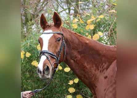 Más caballos centroeuropeos, Caballo castrado, 13 años, 165 cm, Alazán