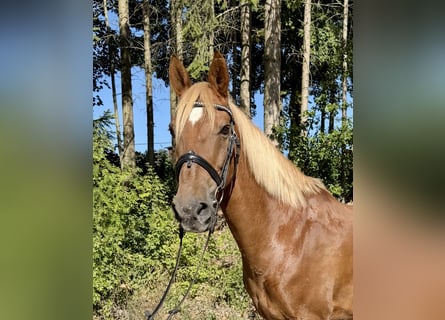 Más caballos centroeuropeos, Caballo castrado, 13 años, 166 cm, Alazán