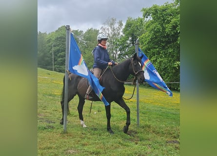 Más caballos centroeuropeos, Caballo castrado, 14 años, 157 cm, Negro