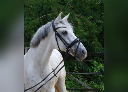 Más caballos centroeuropeos, Caballo castrado, 15 años, 160 cm, Tordo