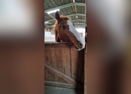 Más caballos centroeuropeos, Caballo castrado, 18 años, 157 cm, Alazán